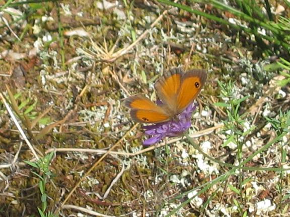 Pyronia (Idata) cecilia